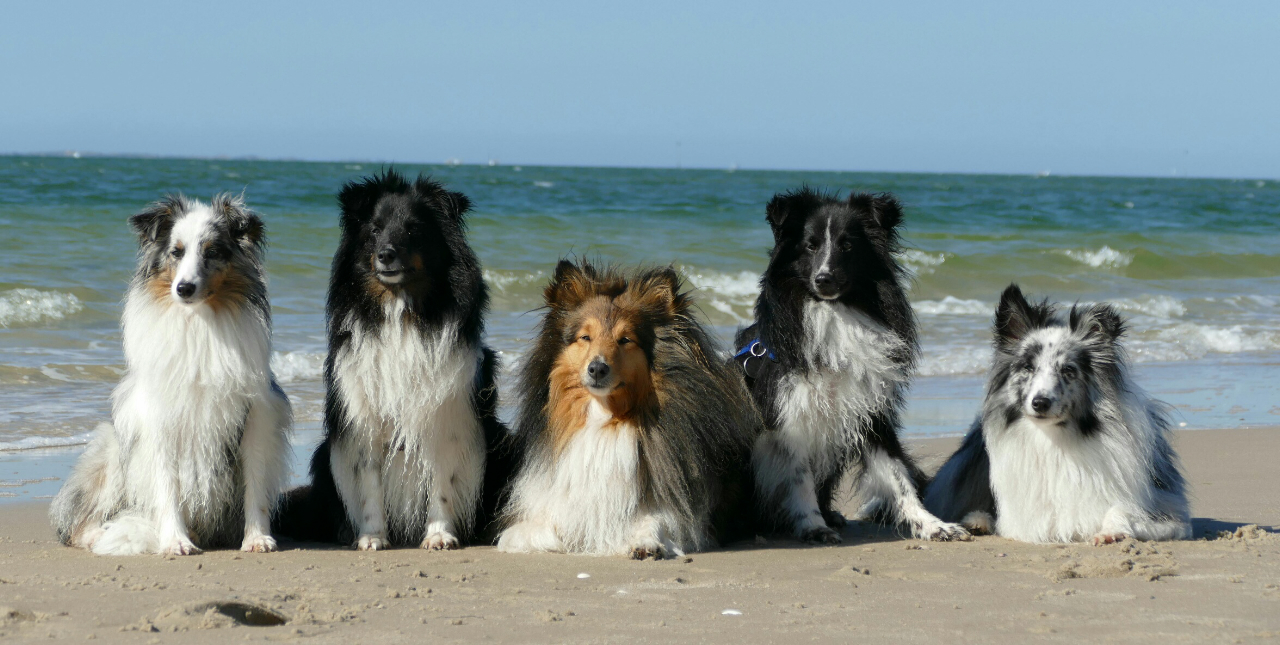 Hundefamilie